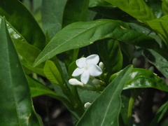 Rauvolfia verticillata