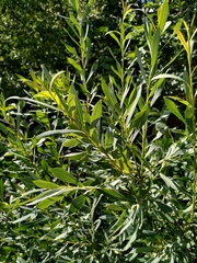 Salix vinogradovii