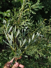 Salix vinogradovii