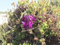 Hedysarum hedysaroides