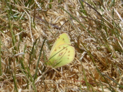 Colias euxanthe