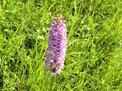 Gymnadenia densiflora