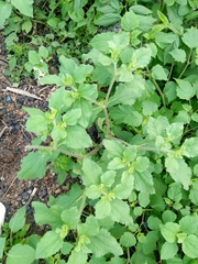 Acanthospermum hispidum