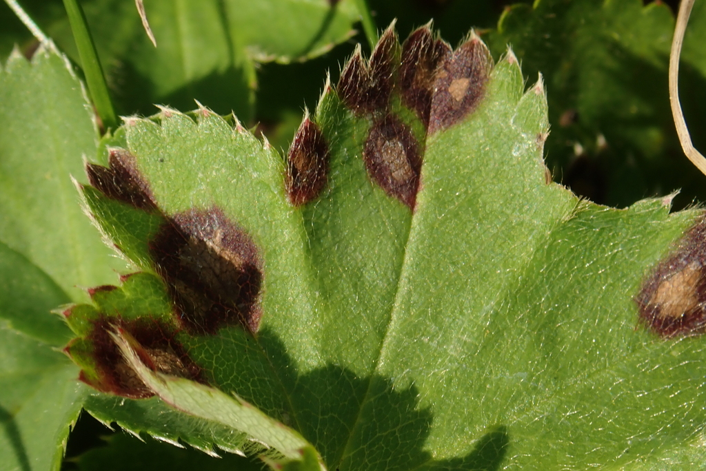Ramularia aplospora
