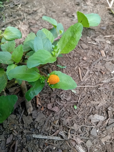 Image of Acmella caulirhiza by no rights reserved