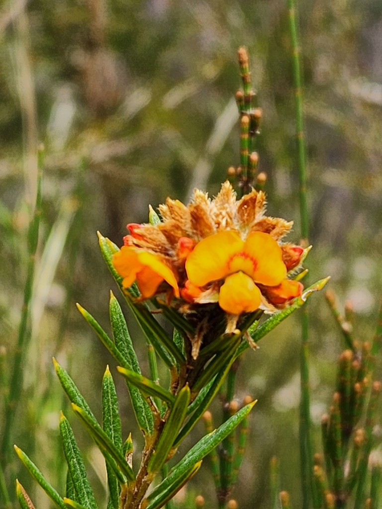 Mirbelia confertiflora