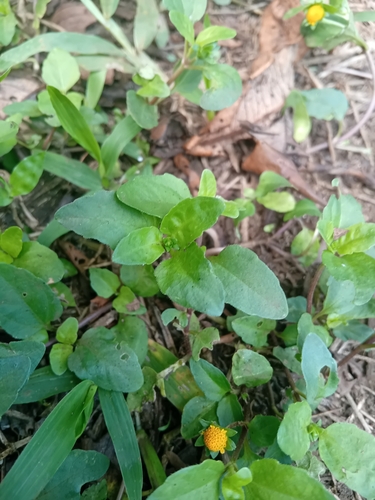 Image of Acmella caulirhiza by no rights reserved