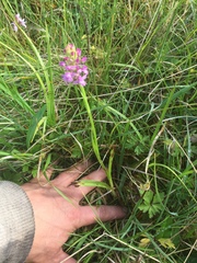 Gymnadenia borealis