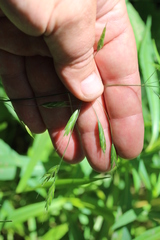 Bromus commutatus