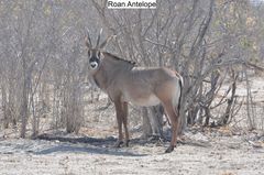 Hippotragus equinus equinus