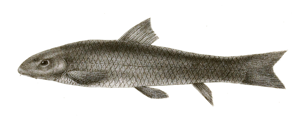 Garra lamta