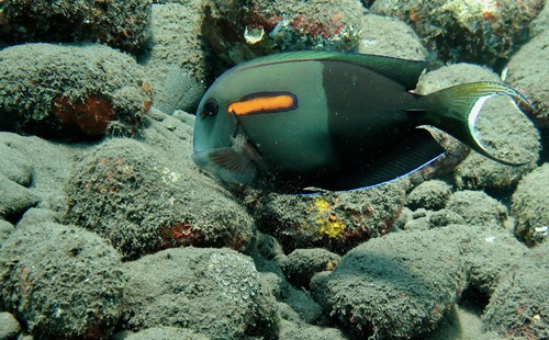 Orangeblotch Surgeonfish (Acanthurus olivaceus)