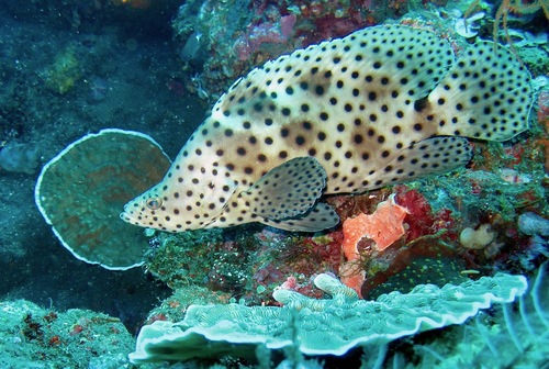 Humpback Grouper (Chromileptes altivelis)