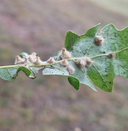 Janetia homocera