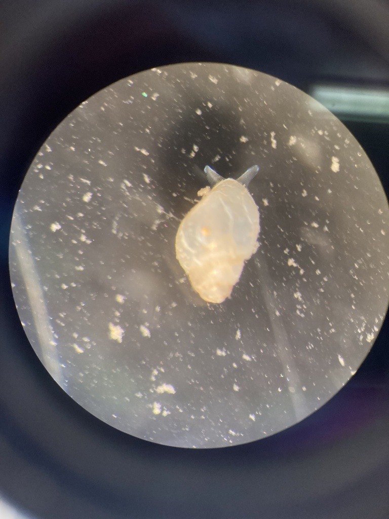 mussel pyramid shell