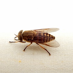 Tabanomorpha