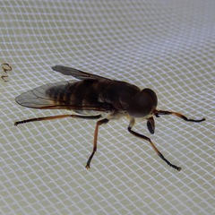 Tabanomorpha