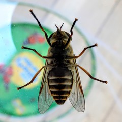 Tabanomorpha