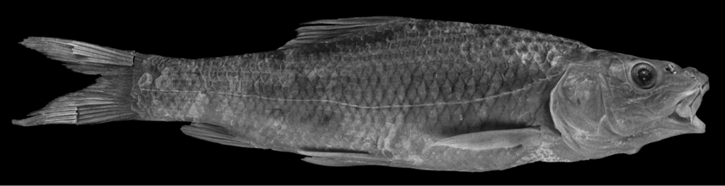 Longhead barbel (Luciobarbus longiceps) — Cyprinidae