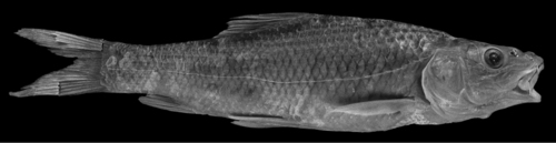 Longhead barbel (Luciobarbus longiceps) — Cyprinidae