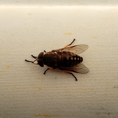 Tabanomorpha