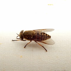 Tabanomorpha