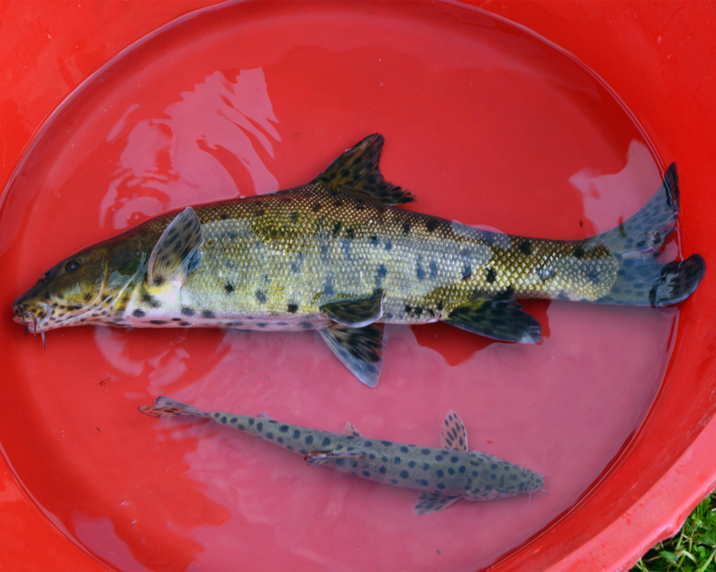 Mesopotamian barbel (Luciobarbus subquincunciatus) — Cyprinidae