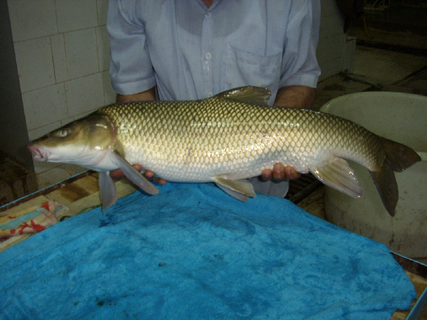 Yellowfin barbel