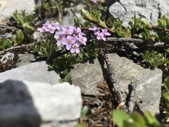 Noccaea rotundifolia