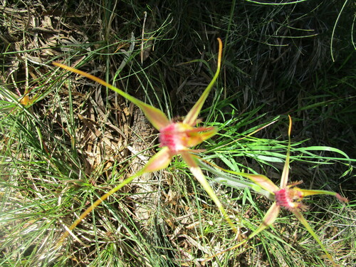 Image of Caladenia pectinata by (c) A.J. Anderson, some rights reserved (CC BY)