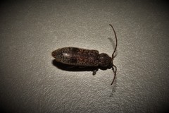 Trichoferus griseus