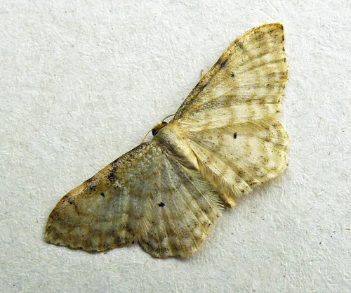 Dwarf Cream Wave