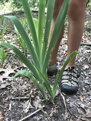 Iris domestica