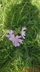 Malva alcea