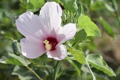 Hibiscus grandiflorus