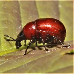 Synolabus nigripes