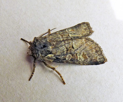 Brachylomia viminalis