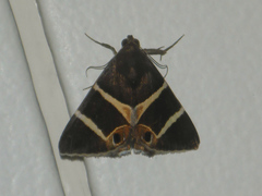 Grammodes oculicola