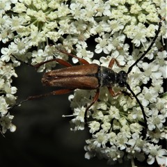 Typocerus acuticauda