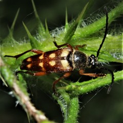 Typocerus velutinus
