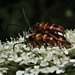 Typocerus velutinus