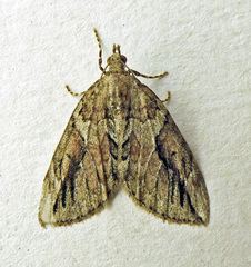 Thera cupressata