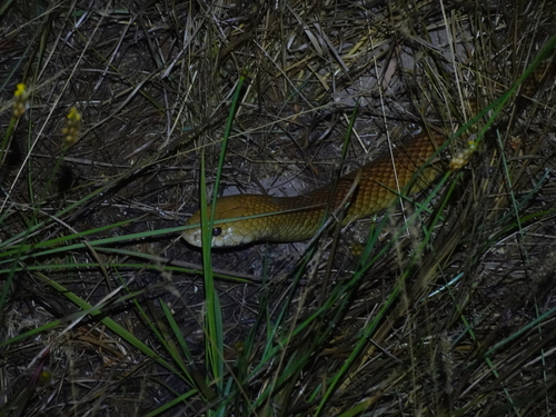 Mulga Snake sighting