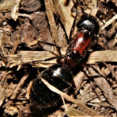 Camponotus novaeboracensis