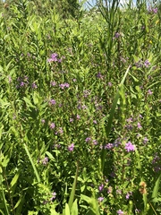 Lythrum alatum alatum