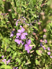 Lythrum alatum alatum