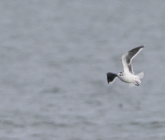 Little Gull