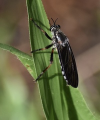 Prolepsis tristis