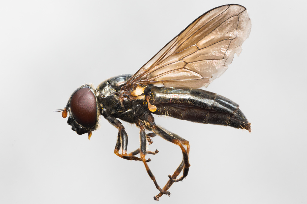 Cheilosia reniformis