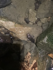 Desmognathus brimleyorum